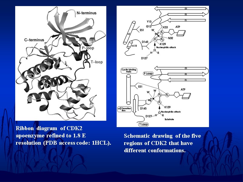 Ribbon diagram of CDK2 apoenzyme refined to 1.8 Е resolution (PDB access code: 1HCL).